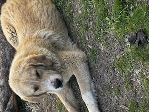 Donez doi ciobănești! - imagine 2