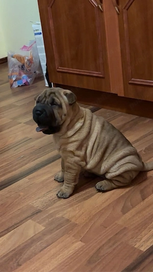 Shar pei de vanzare! - imagine 2