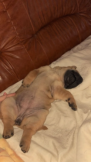 Shar pei de vanzare! - imagine 3