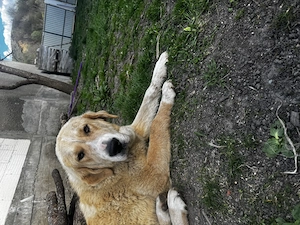 Donez doi ciobănești! - imagine 3