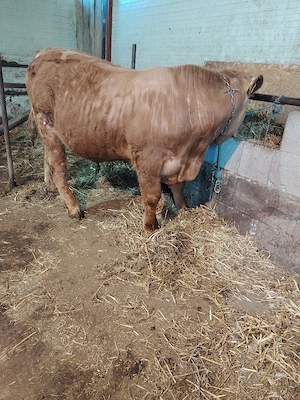 Vand tăuraș limousine  - imagine 2