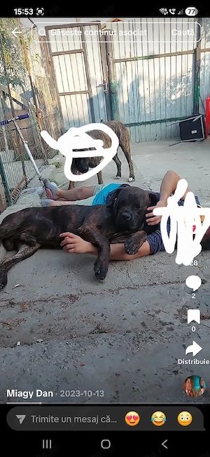 Donez cane corso
