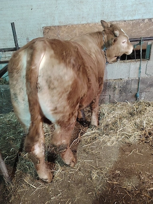 Vand tăuraș limousine  - imagine 3