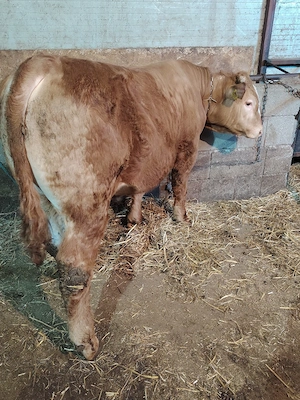 Vand tăuraș limousine  - imagine 4