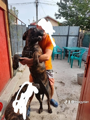 Donez cane corso - imagine 2