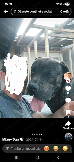 Donez cane corso - imagine 3