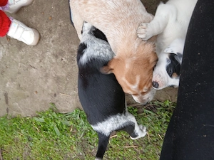 English setter - imagine 4