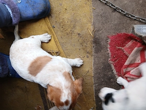 English setter - imagine 2