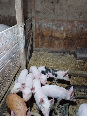 Vând purcei de carne