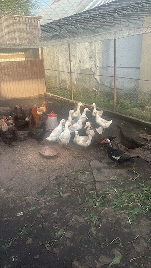 Vand cocosi de curte ,ratoi lesesti si romanesti - imagine 2