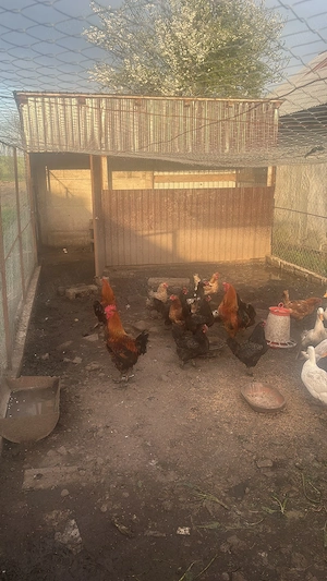 Vand cocosi de curte ,ratoi lesesti si romanesti