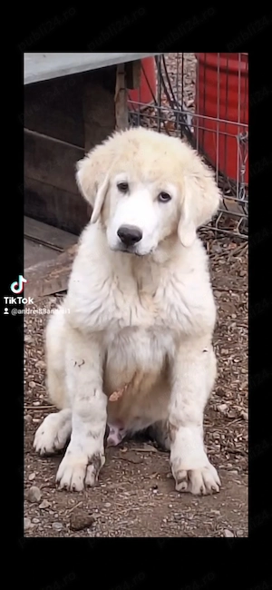 Mascul Ciobanesc de bucovina 