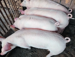 Purcei Marel Alb si Pietrian cu Landrace si Duroc - imagine 2