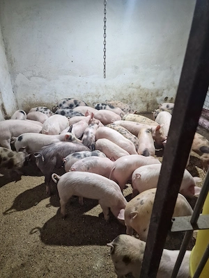 PROMOȚIE: Vând purceluși rasa de carne landras, petran marele alb și Durok