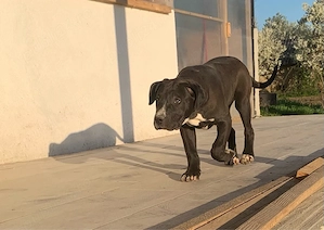 Disponibila femela American Bully