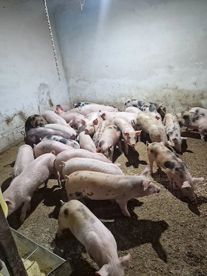 PROMOȚIE: Vând purceluși rasa de carne landras, petran marele alb și Durok - imagine 2