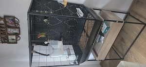 Vand papagali amorezi (pereche)  - imagine 2