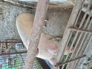 Vand 2 purcele aproximativ 120 kg - imagine 2