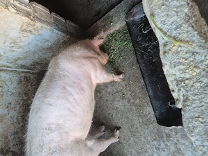 Vand 2 purcele aproximativ 120 kg