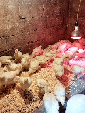 pui australorp si bress - imagine 2