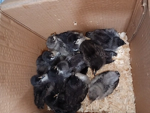 pui australorp si bress