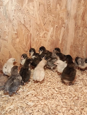 pui australorp si bress - imagine 5