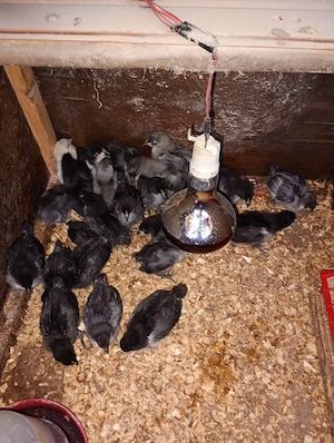 pui australorp si bress - imagine 4