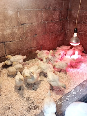 pui australorp si bress - imagine 3