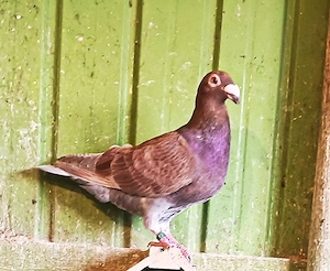 Porumbei voiajori stil vechi - imagine 2