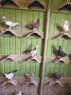 Porumbei voiajori stil vechi - imagine 5