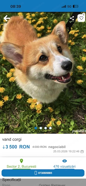 Vând pembroke welsh CORGIE