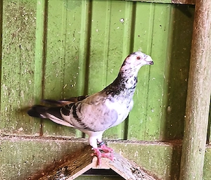 Porumbei voiajori stil vechi - imagine 3