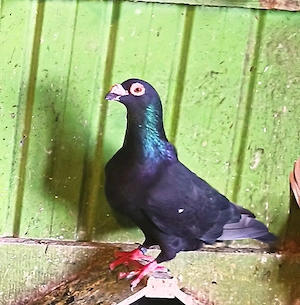 Porumbei voiajori stil vechi