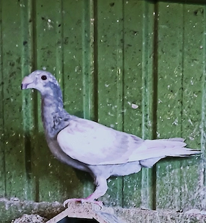 Porumbei voiajori stil vechi - imagine 4