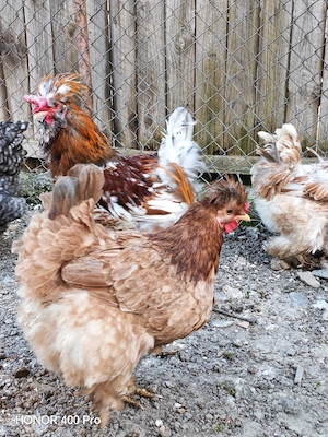 Oua găini motate  - imagine 4