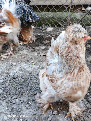 Oua găini motate  - imagine 2