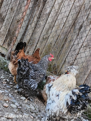 Oua găini motate  - imagine 5