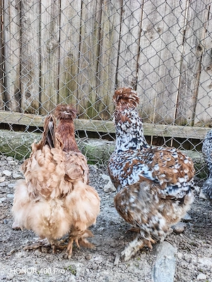 Oua găini motate  - imagine 3