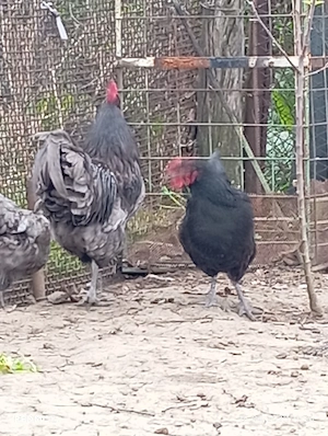 cocoș australorp