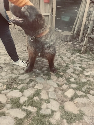 Femela ciobanesc 2 ani