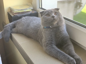 Scottish fold mascul  - imagine 2