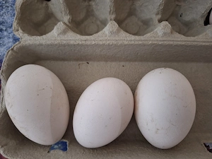 Oua de gâscă pentru incubare 