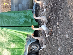 Oua de gâscă pentru incubare  - imagine 2