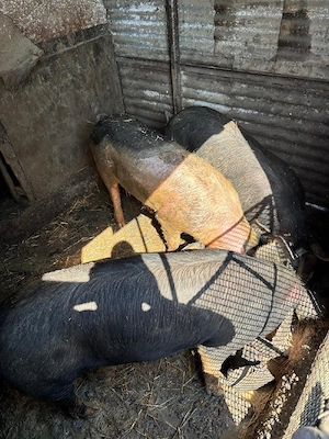 porci de vânzare  - imagine 2