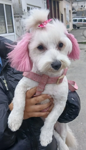 Pui bichon maltez 6 săptămâni ,iubitori și jucăuși 
