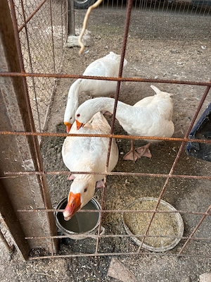 gaini si gaste - imagine 3