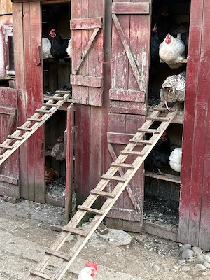 gaini si gaste - imagine 4