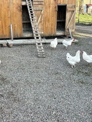 gaini si gaste - imagine 5