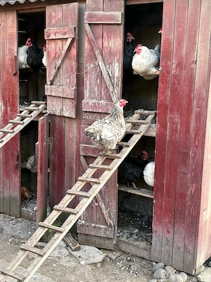 gaini si gaste - imagine 2