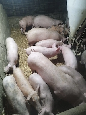 vând schimb purcei cu capre, viței sau vacă! - imagine 3